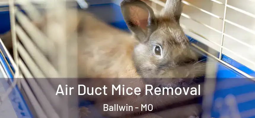 Air Duct Mice Removal Ballwin - MO
